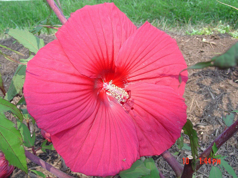 Swamp Hibiscus Walter Reeves The Gardener