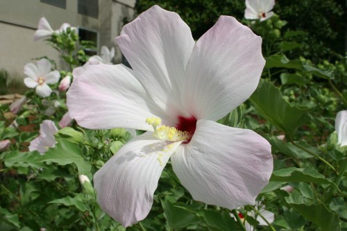 hibiscus swamp 1 swamp hibiscus