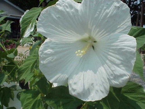 hibiscus white swamp hibiscus