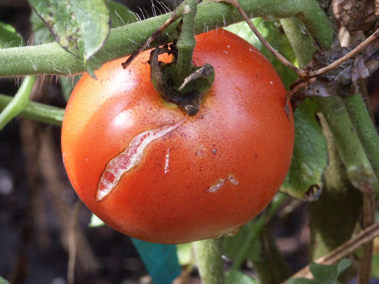 Tomato Splitting Walter Reeves The Gardener