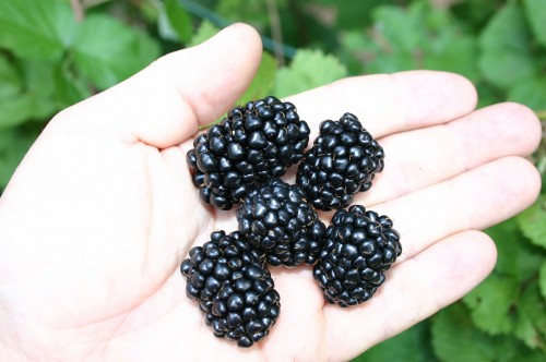 blackberry 'Kiowa' 3