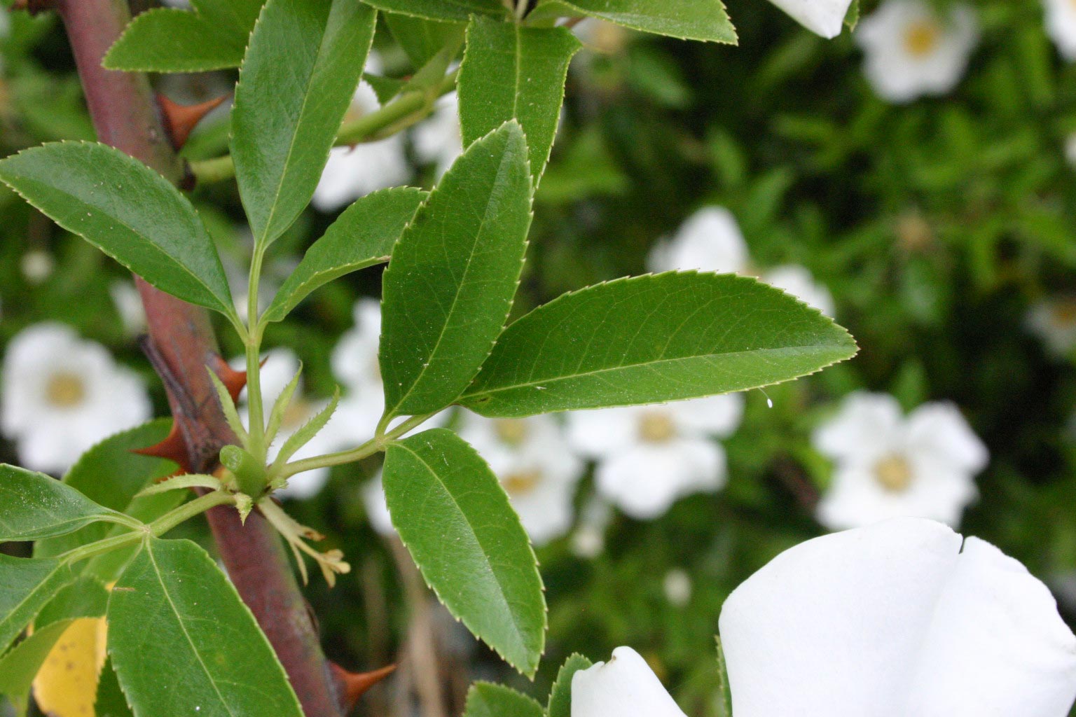 Cherokee Rose History Walter Reeves The Gardener