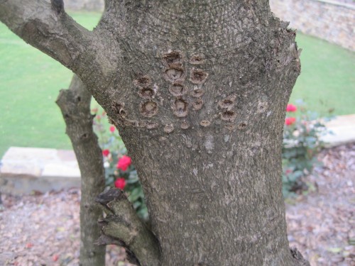 sapsucker damage