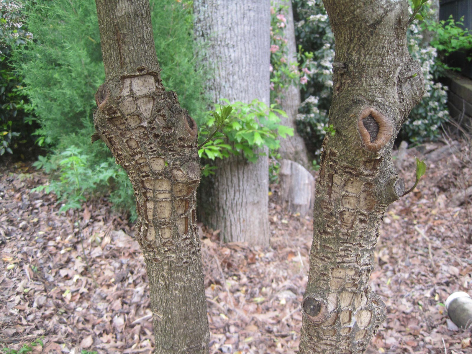 Holly Insect And Animal Damage To Trunk Walter Reeves The Georgia