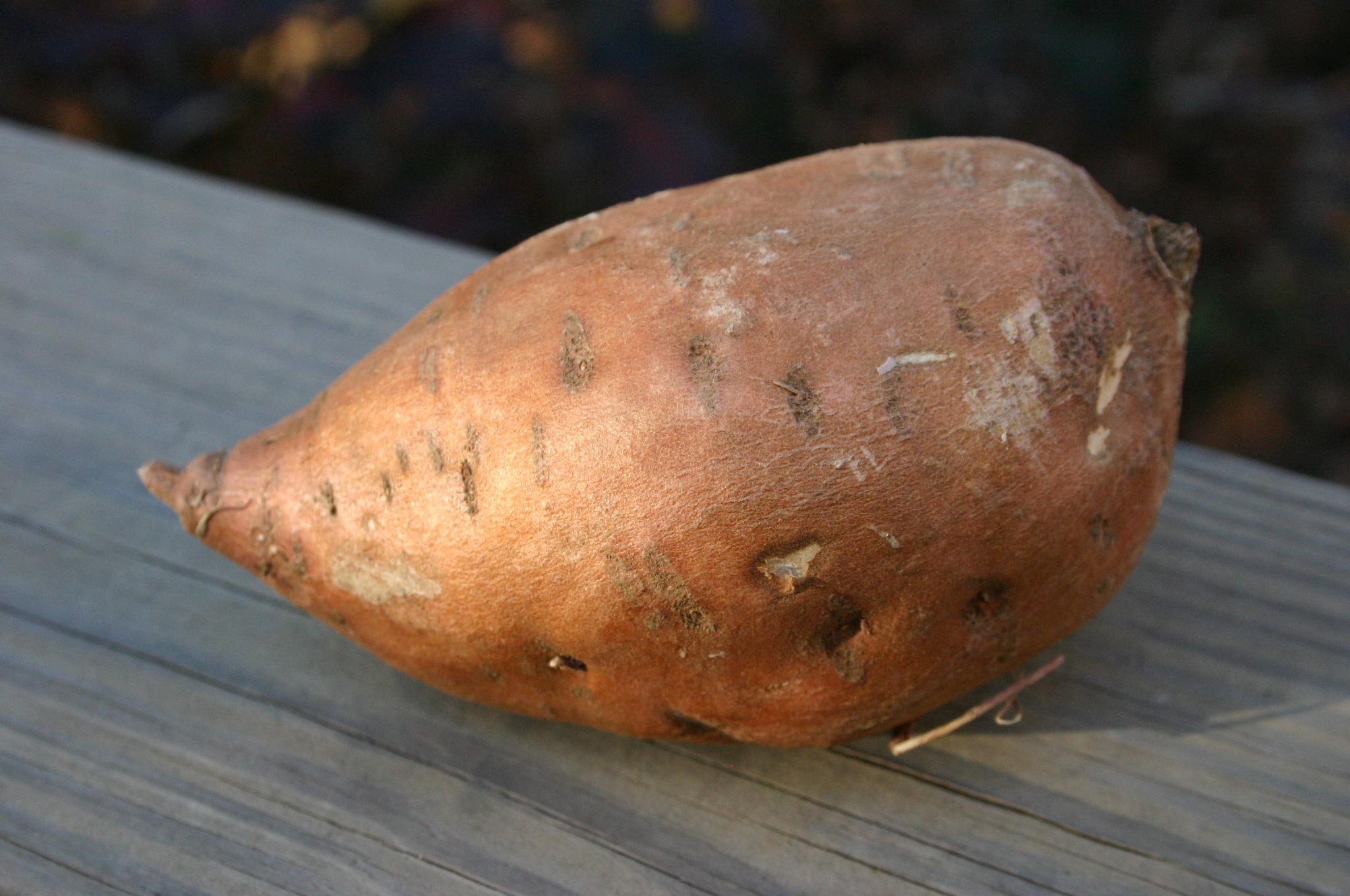 Sweet Potato Growing Slips Walter Reeves The