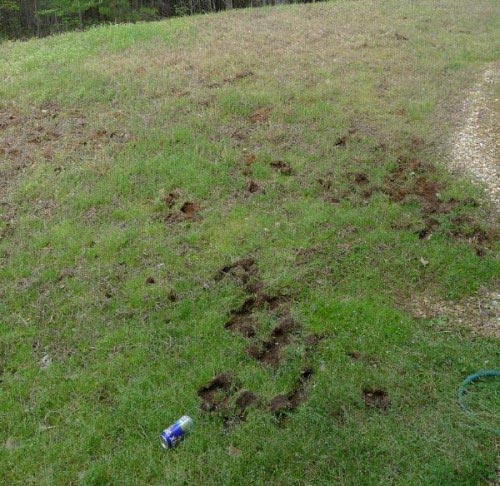 raccoon 2 raccoon damage