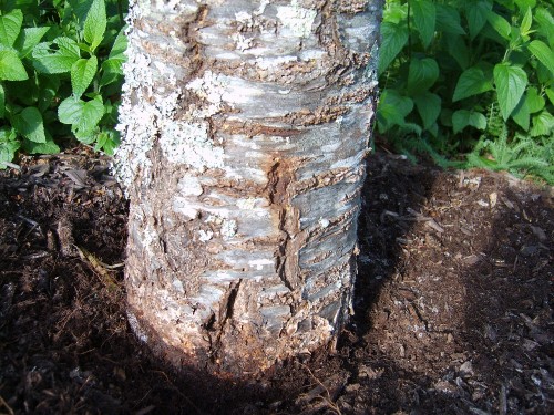 cherry planted too deep cherry planted too deep