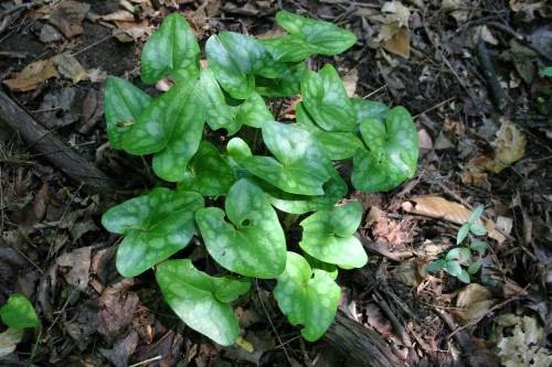 ginger native 2