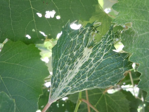 grape 2 4 D damage 1