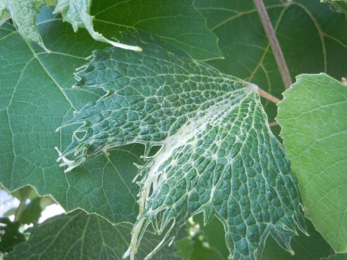 grape 2 4 D damage 3