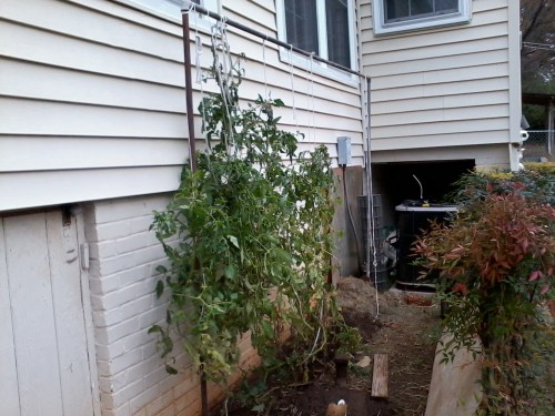 tomato trellis system 1