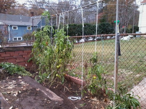 tomato trellis system 2