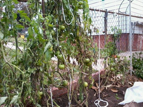 tomato trellis system 3