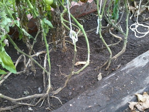 tomato trellis system 4y
