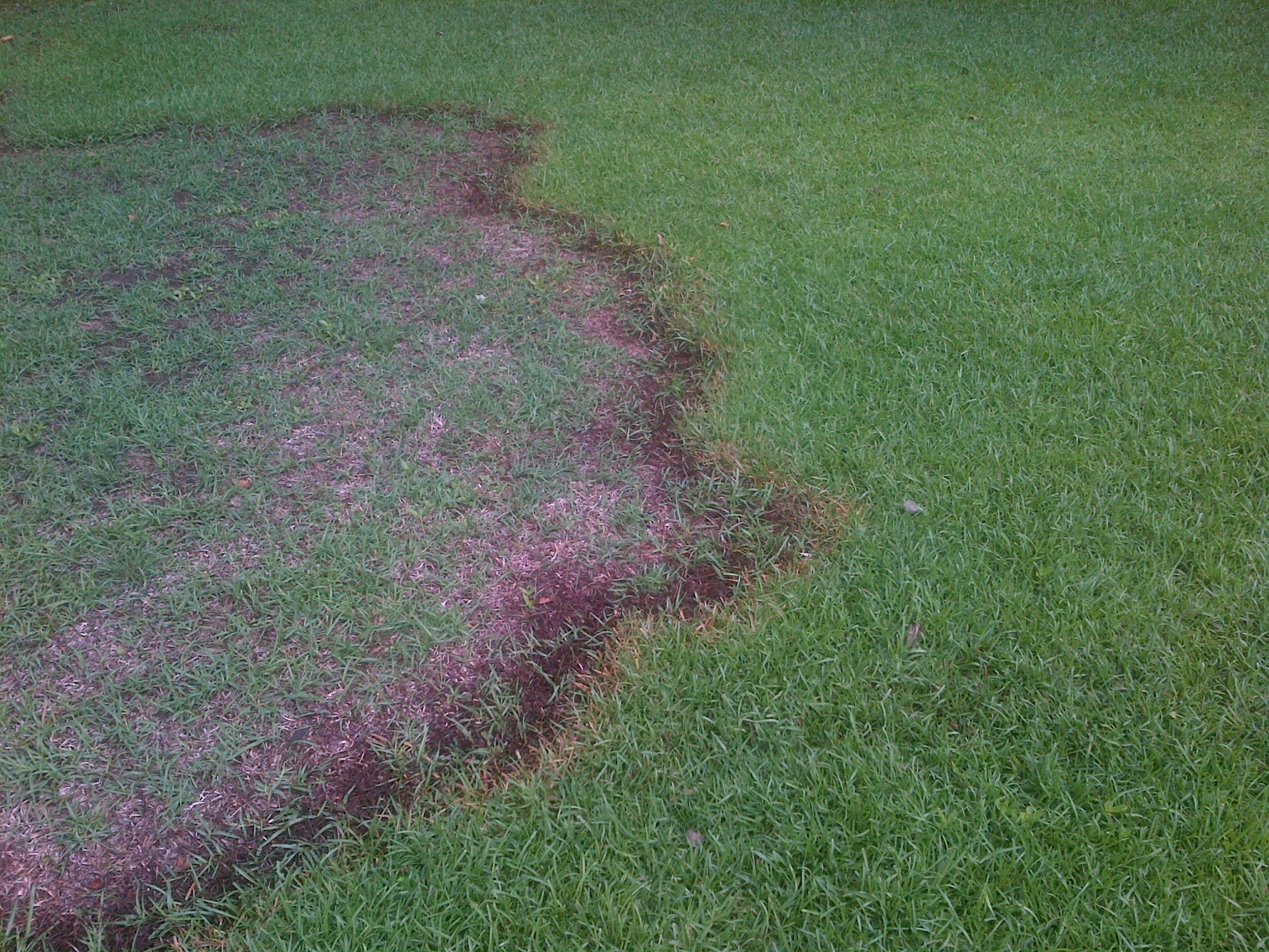 Brown Patch On Fescue and Other Grasses (close up pictures) Walter