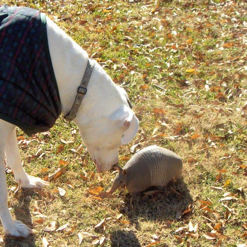 armadillo 1