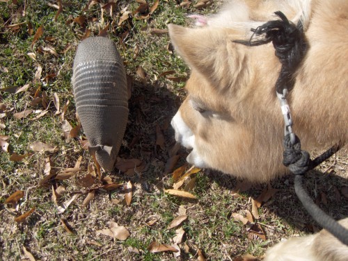 armadillo 2