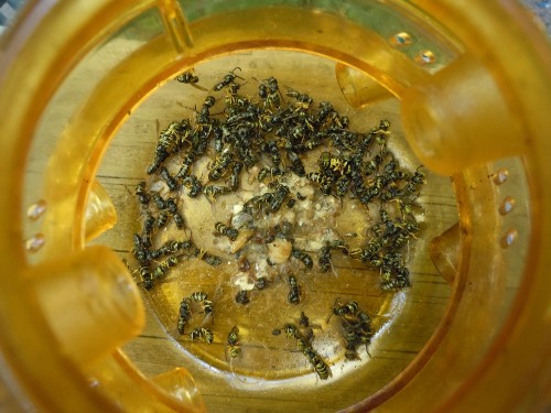 DSCN1936 results using tuna and 2 tablespoons of canola oil for bait