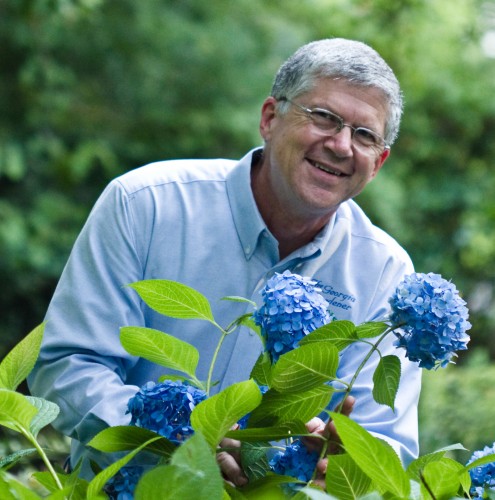 WR hydrangea