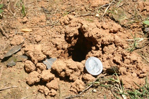 crayfish hole