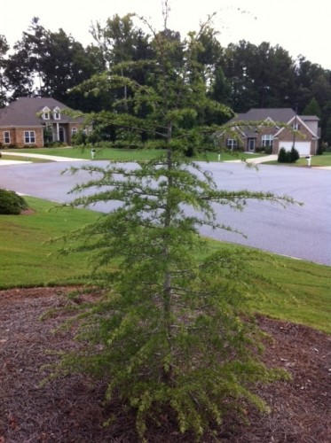 deodar cedar 1