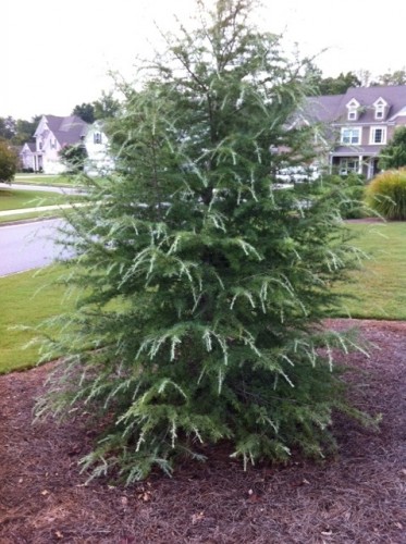 deodar cedar 2