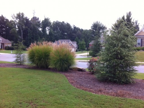 deodar cedar 3