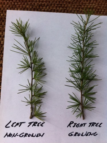 deodar cedar 4