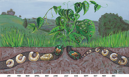 japanese-beetle-lifecycle1