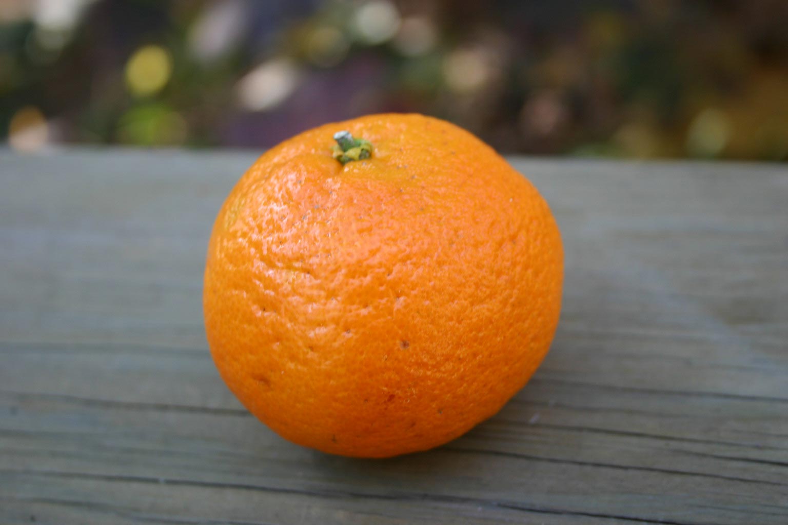 Citrus Pollination Seedlessness Walter Reeves The Gardener