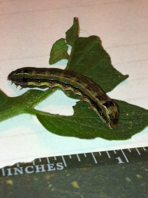 tomato fruitworm tomato fruitworm
