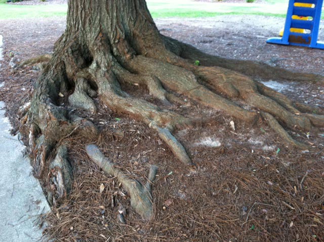 Tree Roots â€