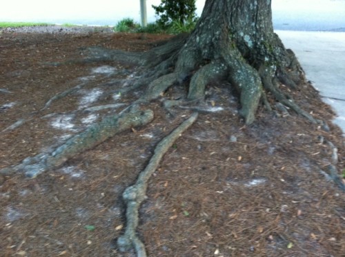 tree roots 3