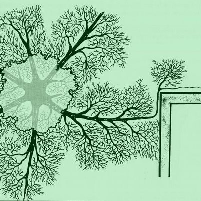 tree roots