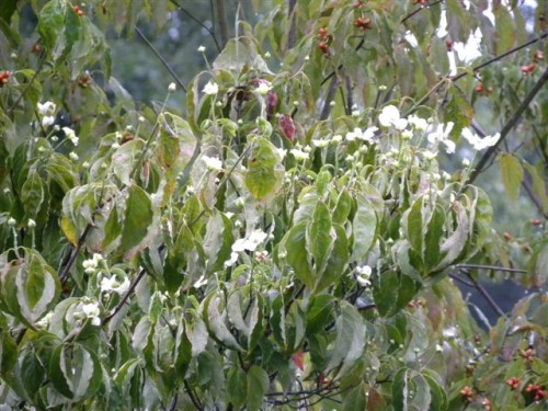 dogwood fall bloom 1