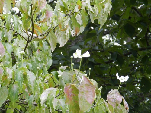 dogwood fall bloom 2