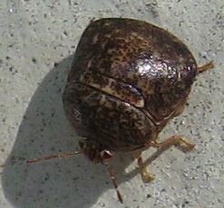 kudzu bug kudzu bug