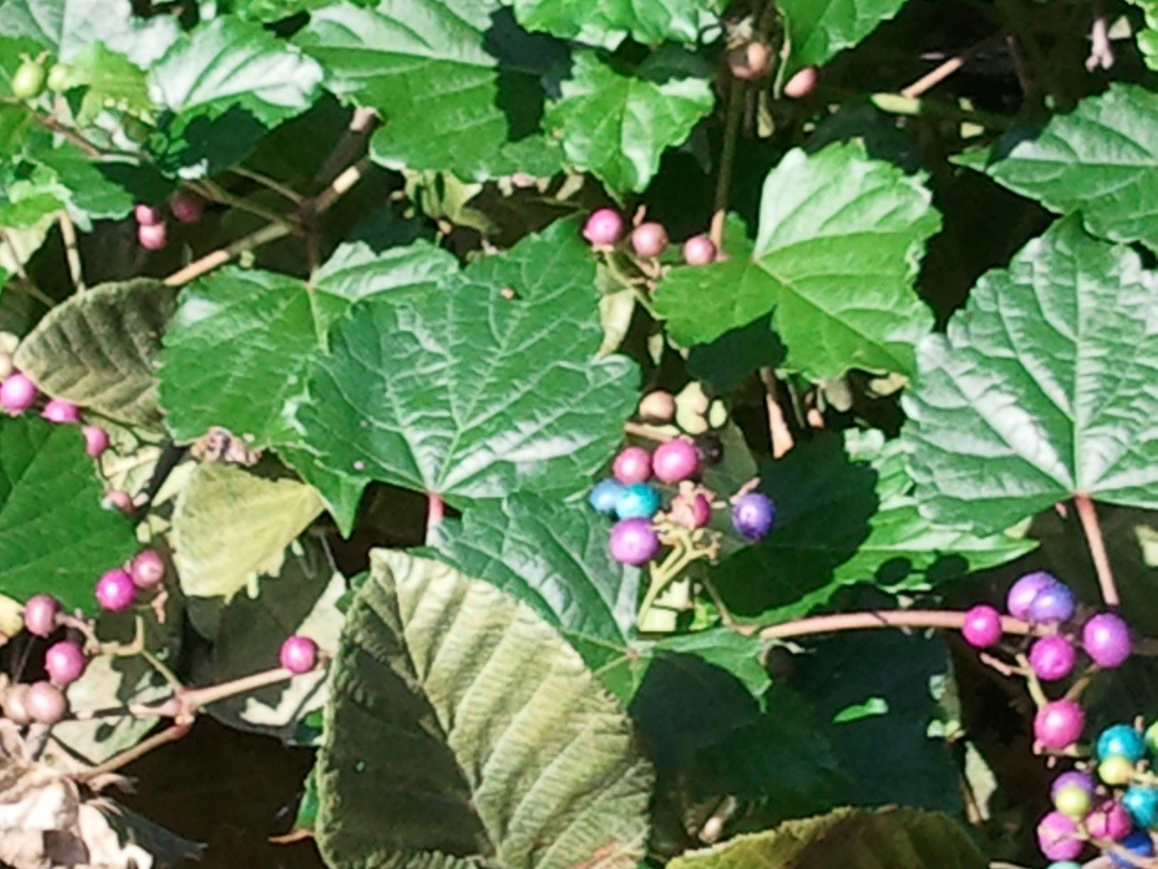 Possum Grape Identification Walter Reeves The Gardener
