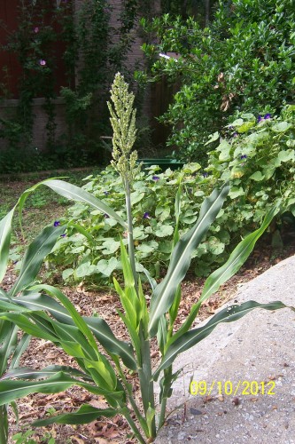 sorghum 2