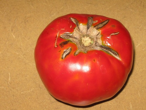 tomato cracking 1
