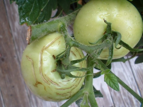 tomato cracking