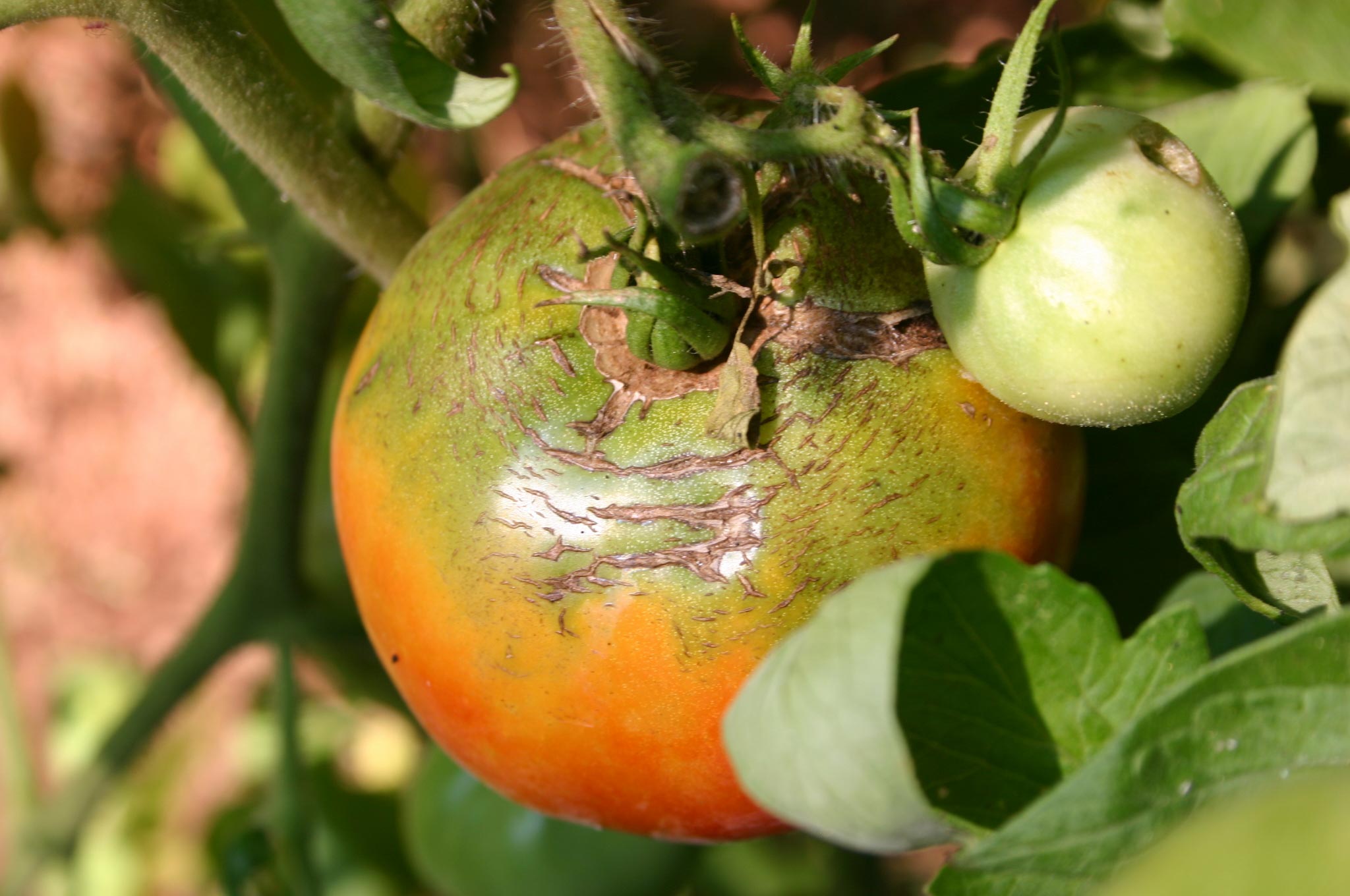 Tomato Cracking Fruit Walter Reeves The Gardener