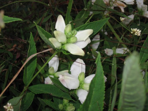 IMG_0046 turtlehead, Chelone lyonii