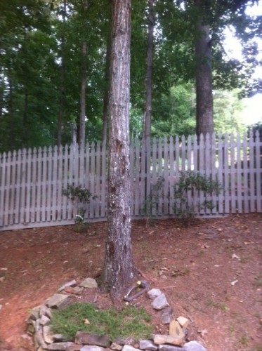 Tree - 1 bleeding canker