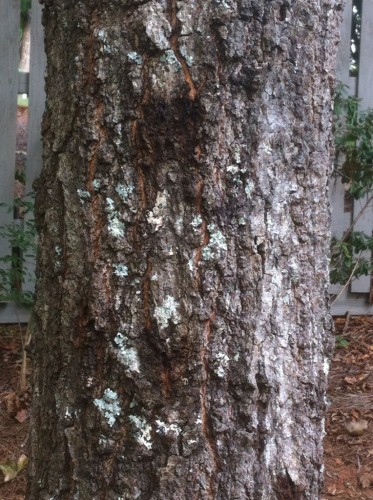 Tree - 2 bleeding canker