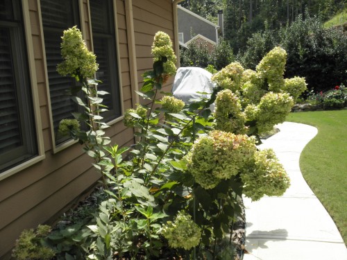 OLYMPUS DIGITAL CAMERA floppy 'Limelight' hydrangea