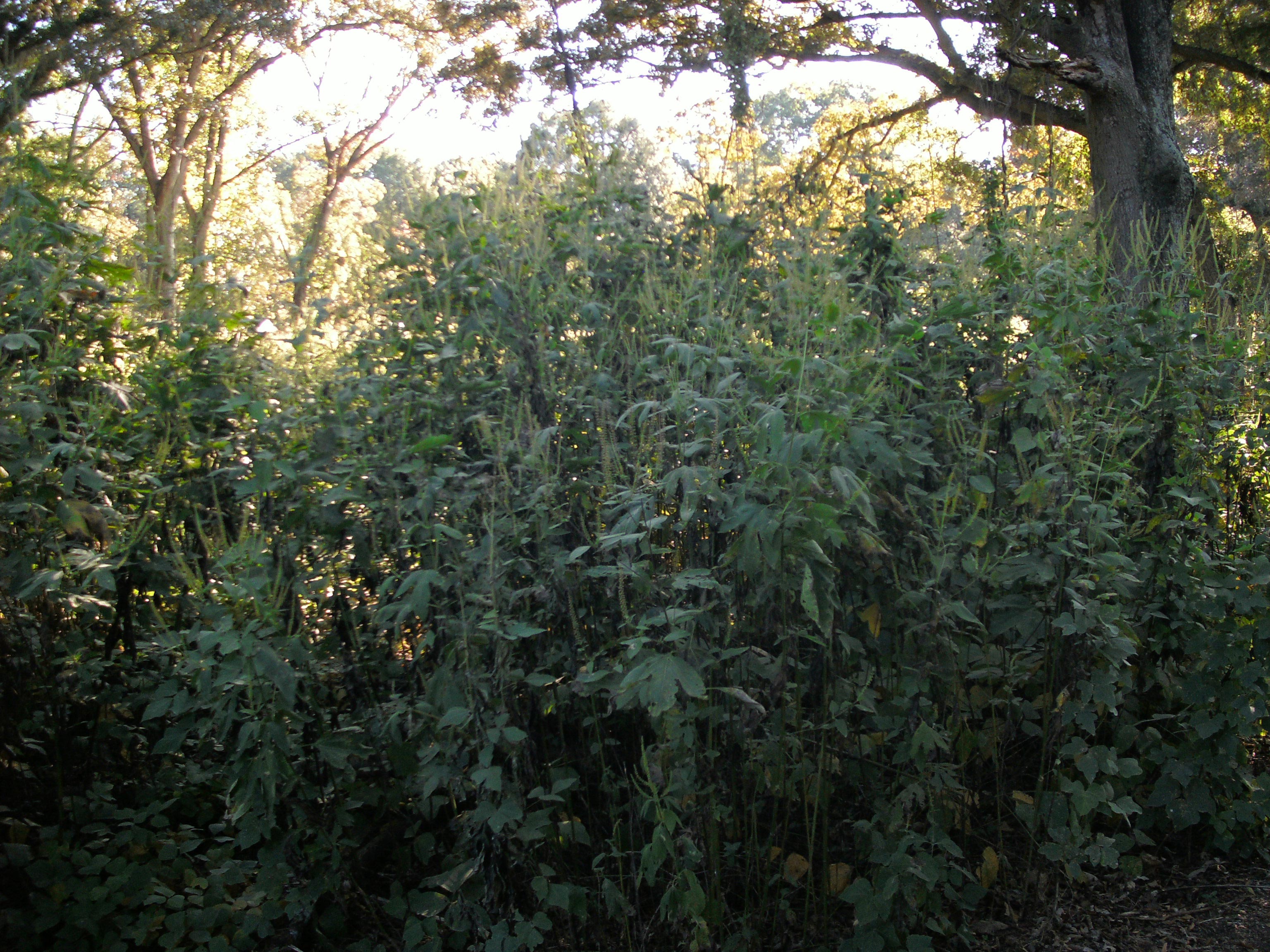 Giant Ragweed Identification Walter Reeves The
