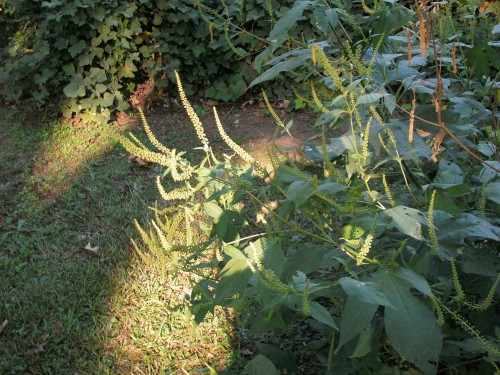 GEDSC DIGITAL CAMERA giant ragweed