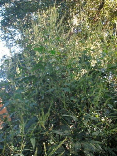 GEDSC DIGITAL CAMERA giant ragweed