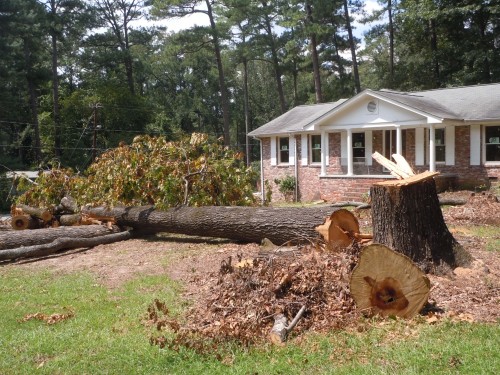 tree clear cut 3